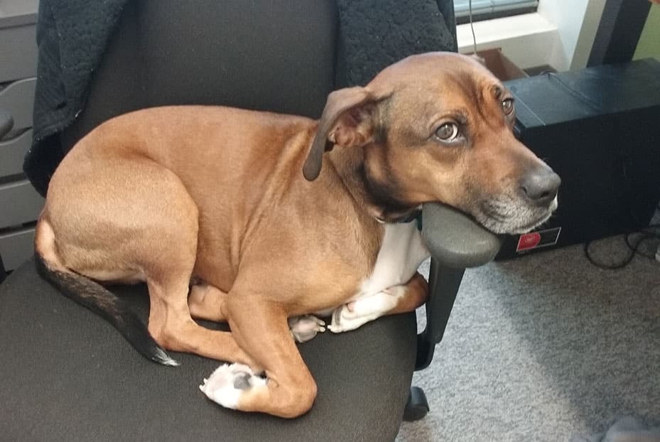 Gil Carroll : Chief Barketing Officer